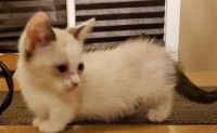 Munchkin Cats for sale in Bismarck, ND, USA. price: NA