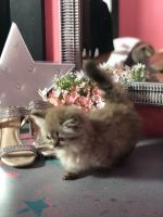 Munchkin Cats for sale in New Orleans, LA, USA. price: NA