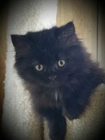 Munchkin Cats for sale in Manitowoc, WI 54220, USA. price: NA