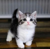 Munchkin Cats for sale in Colorado Springs, CO, USA. price: NA