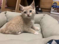 Munchkin Cats for sale in Kutztown, PA 19530, USA. price: NA