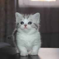 Munchkin Cats for sale in Los Angeles, CA 90011, USA. price: NA