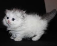 Munchkin Cats for sale in Los Angeles, CA, USA. price: NA