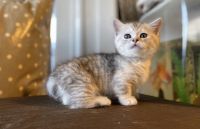 Munchkin Cats for sale in Pensacola Beach, FL, USA. price: NA