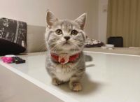 Munchkin Cats for sale in Seattle, WA, USA. price: NA