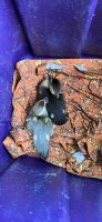 Muscovy Duck Birds for sale in Boise, ID, USA. price: $13