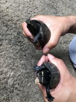 Musk Turtle Reptiles Photos