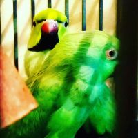 Mustached Parakeet Birds for sale in Westerville, OH, USA. price: NA