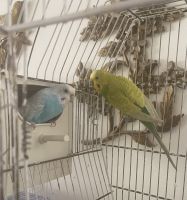 Mustached Parakeet Birds for sale in Union, NJ, USA. price: NA