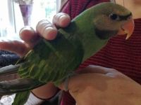 Mustached Parakeet Birds for sale in Fairfield, New South Wales. price: $570