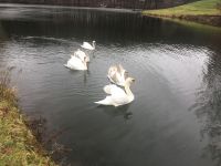 Mute Swan Birds Photos