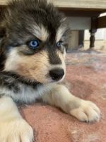 Native American Indian Dog Puppies for sale in Andreas, PA 18211, USA. price: NA