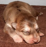 Native American Indian Dog Puppies for sale in Los Angeles, CA, USA. price: NA