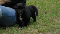 Native American Indian Dog Puppies for sale in TX-121, Blue Ridge, TX 75424, USA. price: NA