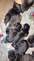 Neapolitan Mastiff Puppies Photos