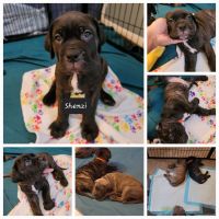 Neapolitan Mastiff Puppies for sale in Sacramento, CA 95823, USA. price: NA