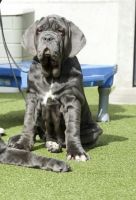 Neapolitan Mastiff Puppies for sale in Albuquerque, NM, USA. price: NA