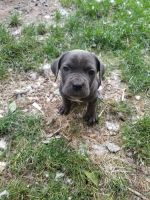 Neapolitan Mastiff Puppies for sale in Butler, OH 44822, USA. price: NA