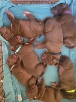 Neapolitan Mastiff Puppies for sale in Topeka, KS, USA. price: NA