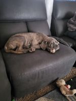 Neapolitan Mastiff Puppies for sale in Columbus, OH, USA. price: NA