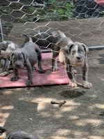 Neapolitan Mastiff Puppies for sale in Albany, NY, USA. price: $2,000