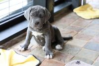 Neapolitan Mastiff Puppies for sale in Atlanta, GA, USA. price: $1,800
