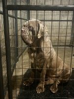 Neapolitan Mastiff Puppies for sale in Portland, CT, USA. price: NA