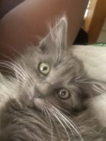 Nebelung Cats for sale in Macon, GA, USA. price: $150