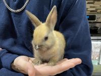 Netherland Dwarf rabbit Rabbits for sale in Homestead, FL, USA. price: NA