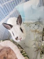 Netherland Dwarf rabbit Rabbits for sale in 1709 Lydia Ln, Junction City, KS 66441, USA. price: NA