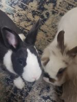 Netherland Dwarf rabbit Rabbits for sale in Lincoln Ave, Brooklyn, NY 11208, USA. price: NA