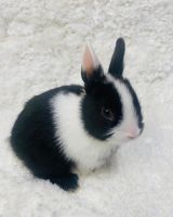Netherland Dwarf rabbit Rabbits for sale in Santa Ana, CA, USA. price: NA