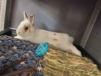 Netherland Dwarf rabbit Rabbits for sale in Bloomfield Hills, MI 48304, USA. price: NA