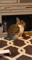 Netherland Dwarf rabbit Rabbits for sale in Bloomfield Hills, MI 48304, USA. price: NA