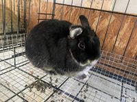 Netherland Dwarf rabbit Rabbits for sale in Statesville, NC, USA. price: NA