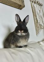 Netherland Dwarf rabbit Rabbits for sale in Montville, NJ, USA. price: NA