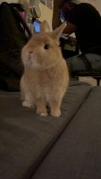 Netherland Dwarf rabbit Rabbits for sale in Orlando, FL 32806, USA. price: NA