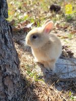 Netherland Dwarf rabbit Rabbits for sale in Slidell, LA 70460, USA. price: $90