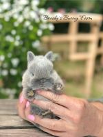 Netherland Dwarf rabbit Rabbits for sale in Oxford, Connecticut. price: $200