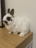 Netherland Dwarf rabbit Rabbits for sale in Bloomington, Indiana. price: $100