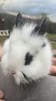 Netherland Dwarf rabbit Rabbits for sale in Jacksonville, Florida. price: $40