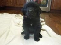 New Zealand Huntaway Puppies for sale in Los Angeles, CA, USA. price: NA