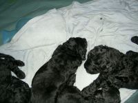 New Zealand Huntaway Puppies for sale in New Orleans, LA, USA. price: NA