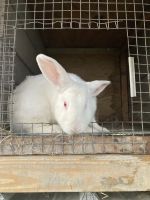 New Zealand rabbit Rabbits for sale in Punta Gorda, FL 33982, USA. price: NA