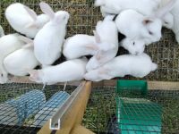 New Zealand rabbit Rabbits for sale in Duncan, SC, USA. price: NA