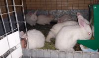 New Zealand rabbit Rabbits for sale in Roosevelt, UT 84066, USA. price: NA