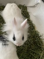 New Zealand rabbit Rabbits for sale in Lawrenceville, GA, USA. price: NA