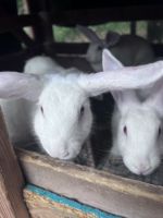 New Zealand rabbit Rabbits for sale in Elizabethport, NJ 07206, USA. price: NA