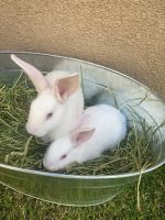 New Zealand rabbit Rabbits for sale in Santa Ana, CA, USA. price: NA