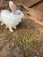 New Zealand rabbit Rabbits for sale in Marietta, GA, USA. price: NA